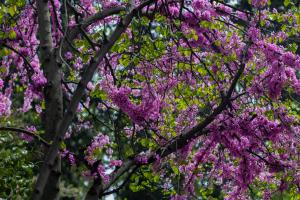 Lilac trees